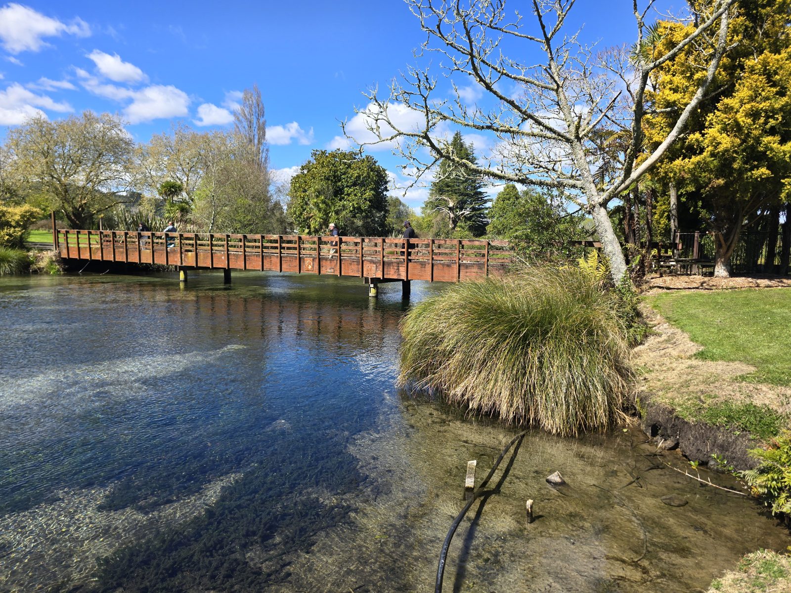 Timber footbridge over the spring fed stream at Hamurana Springs Recreation Reserve