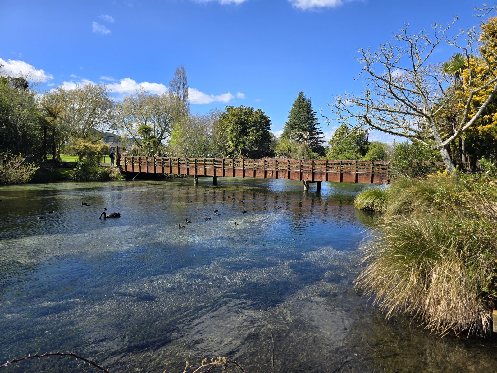 Footbridge over the springs at Hamurana Springs Recreation Reserve